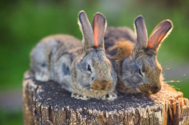 Açık alanda tahta bir kütükte çok şirin küçük tavşanlar..