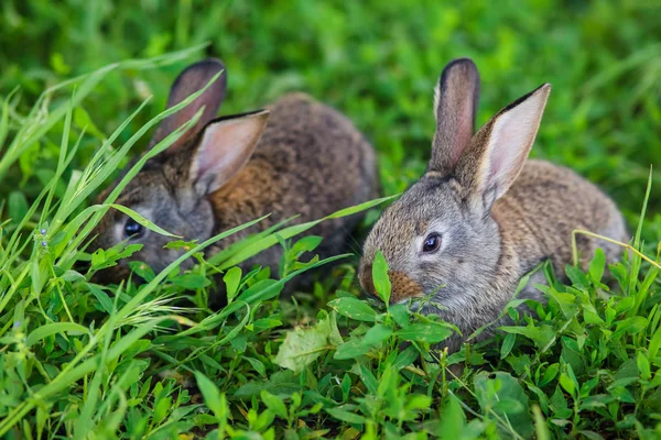 Two Very Cute Little Rabbits Lie Green Grass — Stock Photo, Image