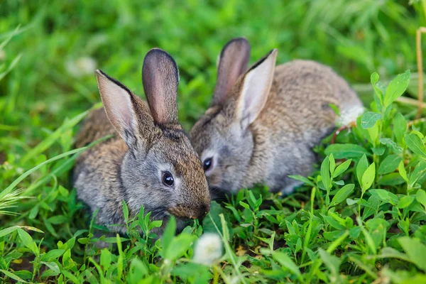 Two Very Cute Little Rabbits Lie Green Grass — Stock Photo, Image