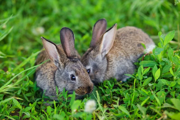 两只可爱的小兔子躺在绿草中 — 图库照片