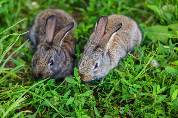 Dos Pequeños Conejos Muy Lindos Encuentran Hierba Verde — Foto de Stock