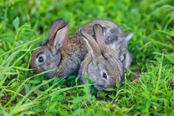两只可爱的小兔子躺在绿草中 — 图库照片