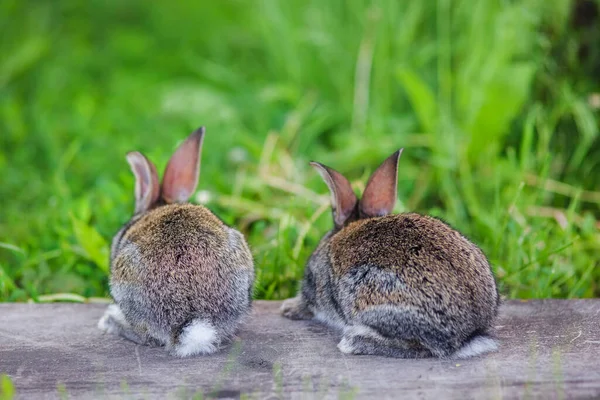 两只小兔子回头看 — 图库照片
