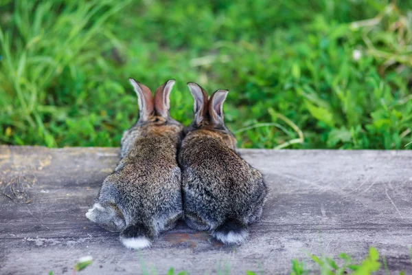 Två Små Kaniner Bakifrån — Stockfoto