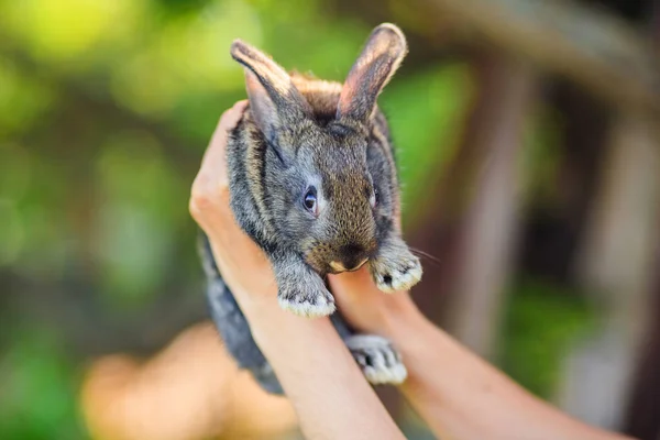 Close Van Een Klein Schattig Konijn Armen Van Een Man — Stockfoto