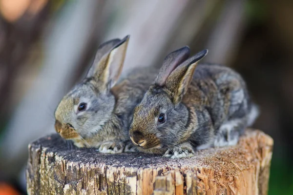 非常可爱的小兔子在空地上的木制树桩上 — 图库照片