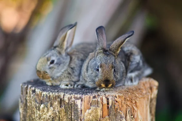 Sehr Niedliche Kleine Kaninchen Auf Einem Holzstumpf Freien — Stockfoto