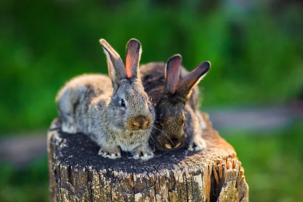 Very Cute Little Rabbits Wooden Stump Open Space — Stock Photo, Image