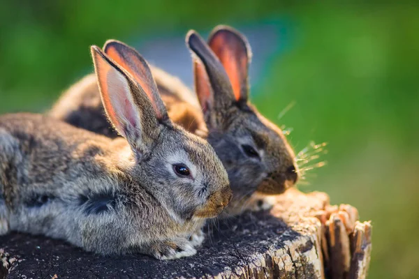 Coelhos Muito Bonitos Toco Madeira Espaço Aberto — Fotografia de Stock