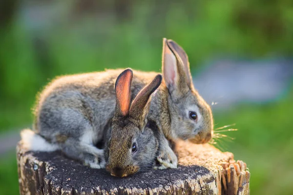 Sehr Niedliche Kleine Kaninchen Auf Einem Holzstumpf Freien — Stockfoto