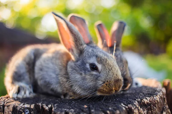 Zeer Schattige Kleine Konijntjes Een Houten Stompje Open Ruimte — Stockfoto