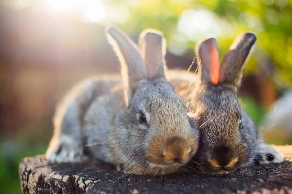 Zeer Schattige Kleine Konijntjes Een Houten Stompje Open Ruimte — Stockfoto