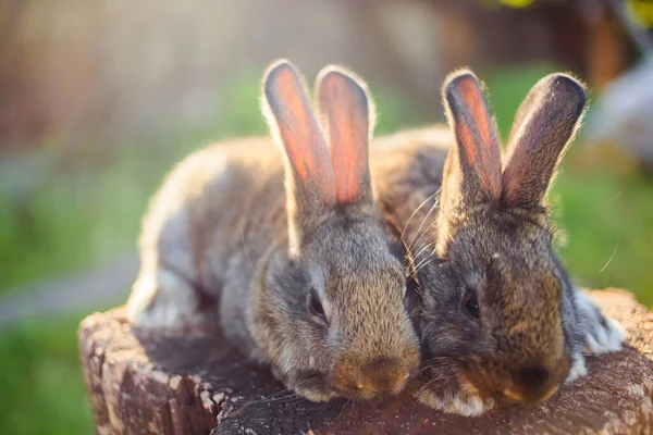 Zeer Schattige Kleine Konijntjes Een Houten Stompje Open Ruimte — Stockfoto