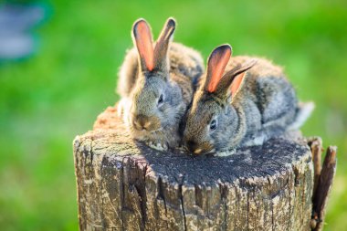Açık alanda tahta bir kütükte çok şirin küçük tavşanlar..