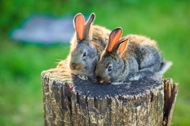 Açık alanda tahta bir kütükte çok şirin küçük tavşanlar..