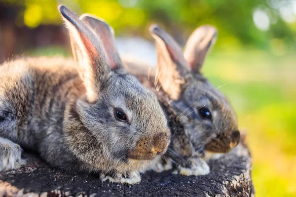 Zeer Schattige Kleine Konijntjes Een Houten Stompje Open Ruimte — Stockfoto