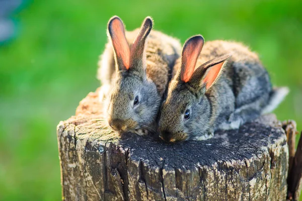 귀엽고 토끼들 탁트인 공간의 그루터기 — 스톡 사진