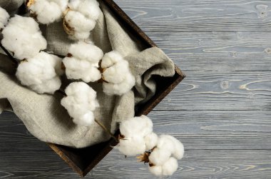 Organik Pamuk dalları gri ahşap zemin üzerinde. Doğal beyaz