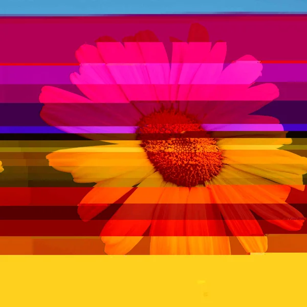 Chamomile flower. Digital glitch effect (rgb shift, slices).  Sc — Stock Photo, Image