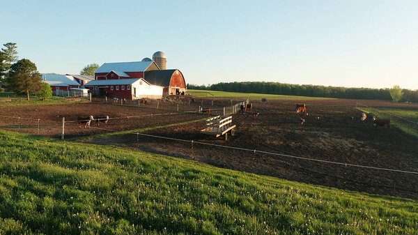 Вид с воздуха на американский сельский пейзаж. Ферма, красный амбар, коровы. Сельские пейзажи, сельхозугодия. Солнечное утро, весенний летний сезон
  