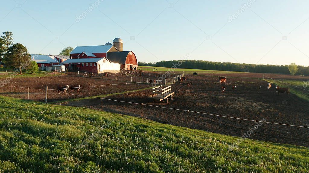 Aerial view of american countryside landscape. Farm, red barn, cows. Rural scenery, farmland. Sunny morning, spring summer season  