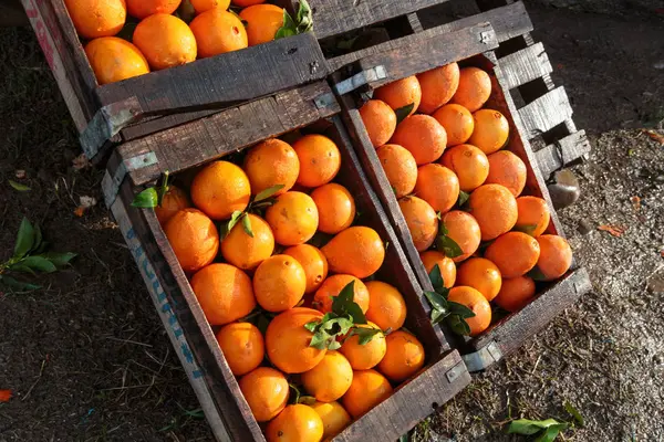 Organic oranges for sale in wooden boxes outdoors.