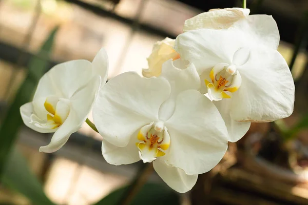 White orchid flowers. Exotic plant, closeup. The theme of spring and nature.