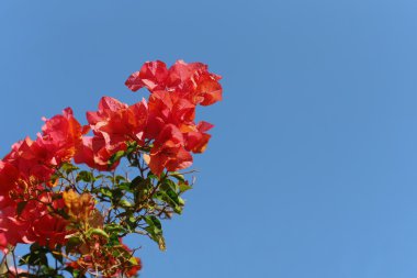 Açık mavi gökyüzü ile tek vahşi kırmızı çiçek.