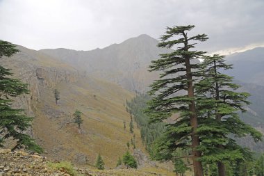 Toros Dağları üzerinde çam ağaçları.