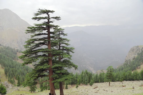 Toros Dağları üzerinde çam ağaçları.