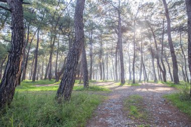 Ağaçların arasında güneşe