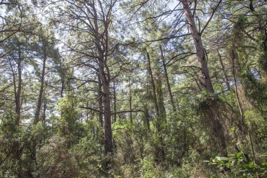 Ağaçların arasında güneşe
