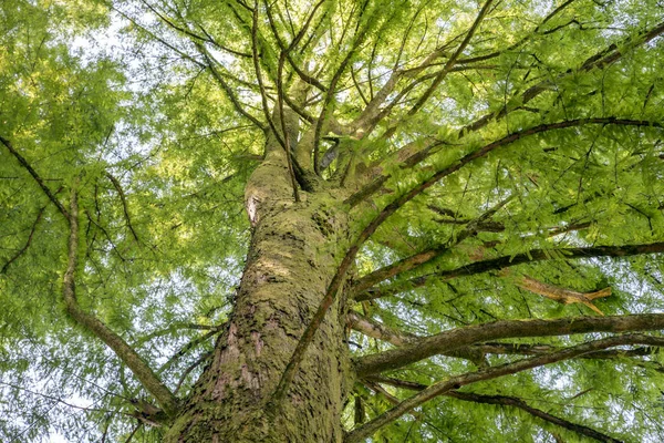 The big tree and big branch in Giorgia