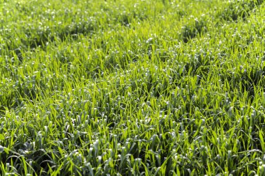 Türkiye'de yeşil alan