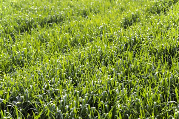 Türkiye'de yeşil alan