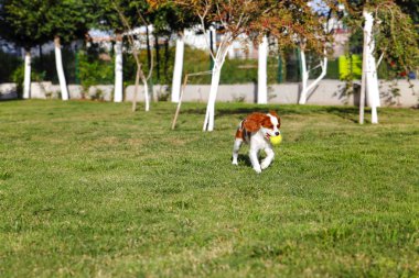 Kral Charles Cavalier bahçesinde tenis topu ile çalışır.