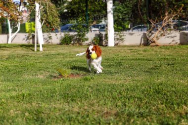 Kral Charles Cavalier bahçesinde tenis topu ile çalışır.