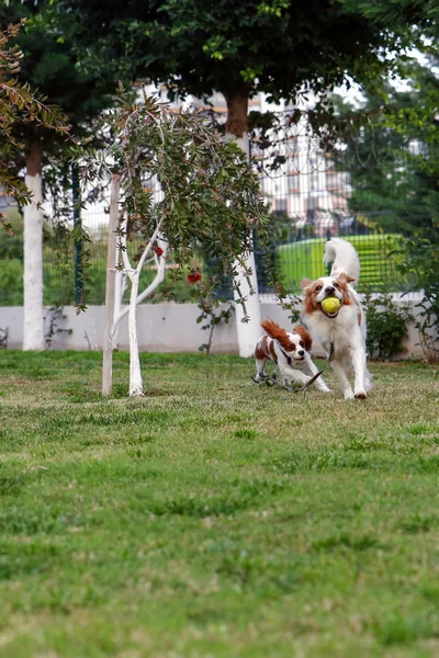 King Charles Cavalier i angielski wskaźnik, uruchom Golden Retriever — Zdjęcie stockowe