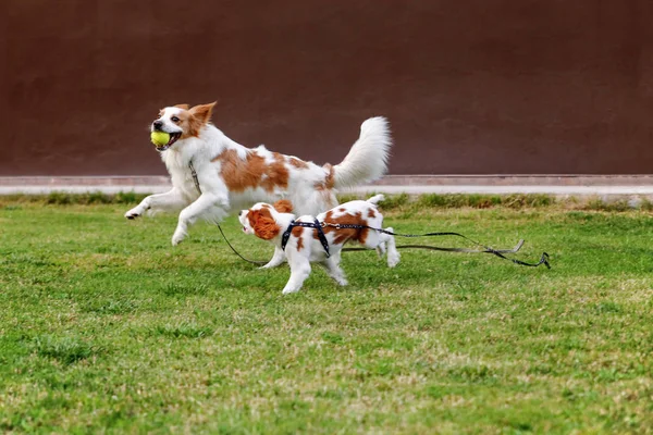 King Charles Cavalier a anglický Pointer, zlatý retrívr běh — Stock fotografie