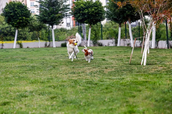 King Charles Cavalier i angielski wskaźnik, uruchom Golden Retriever — Zdjęcie stockowe