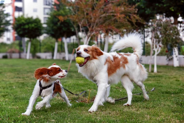 Rey Charles Cavalier y puntero inglés, Golden Retriever run — Foto de Stock