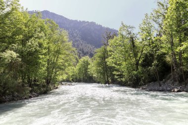 Toros Dağları'nda çınar ağacı ile doğal ve soğuk Nehri.