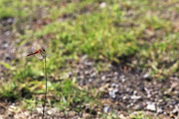 Libelle auf dem Flügel. (sympetrum sanguineum) — Stockfoto