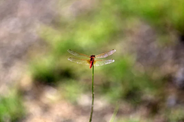 Libelle op de vleugel. (Sympetrum sanguineum) — Stockfoto