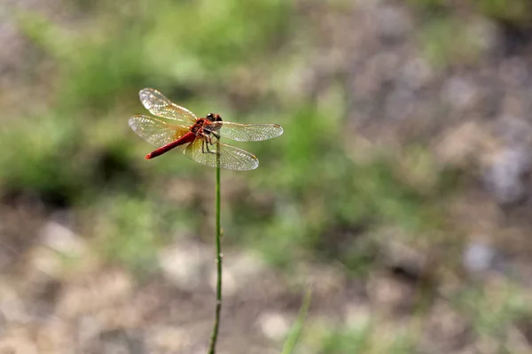 Libellula sul twing. (Sympetrum sanguineum ) — Foto Stock