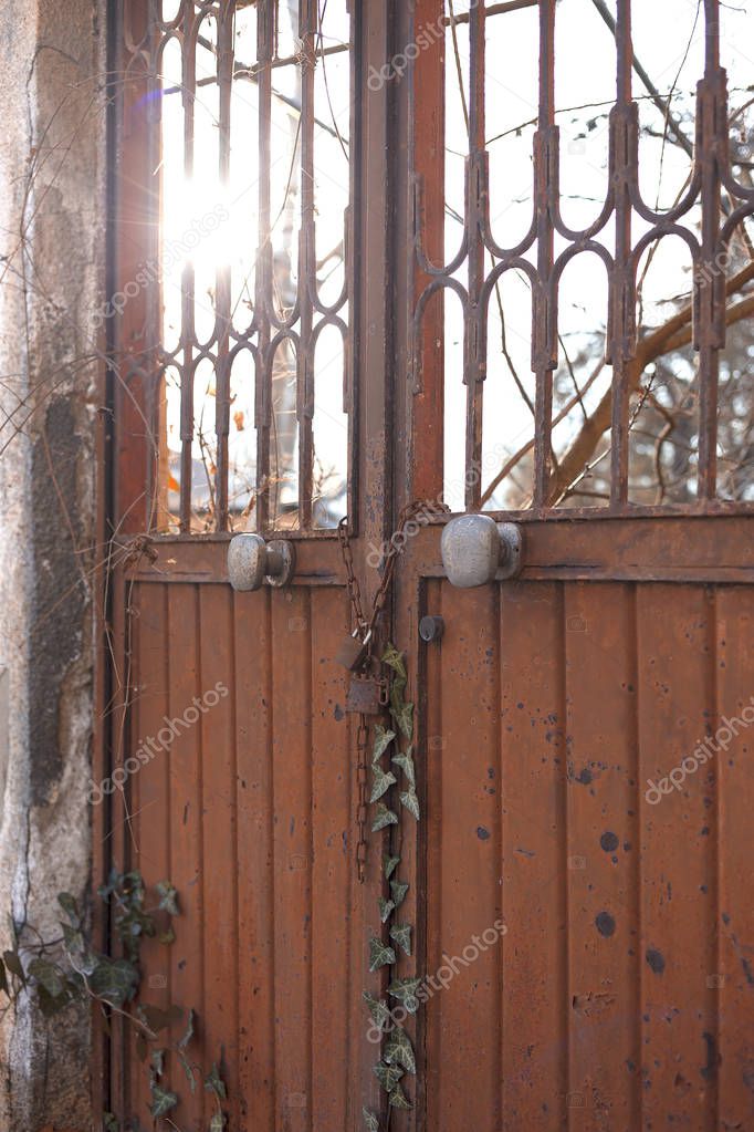 The rusty lock door and green ivy.
