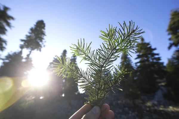 Liść sosny na ludzkiej dłoni ze światłem słonecznym w lesie. — Zdjęcie stockowe