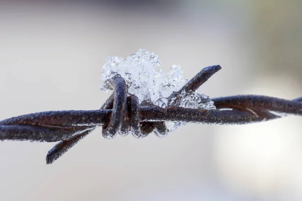 The barbed wire with snowy and rusty. — Stock Photo, Image