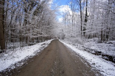 Kar ve ağaçlı patika ya da yol.
