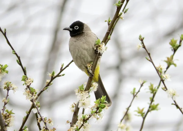 Pycnonotus Xanthopygos Överst Degen — Stockfoto